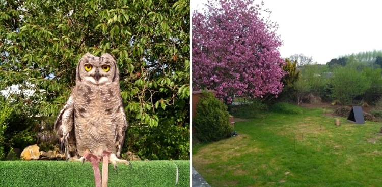 Hibou