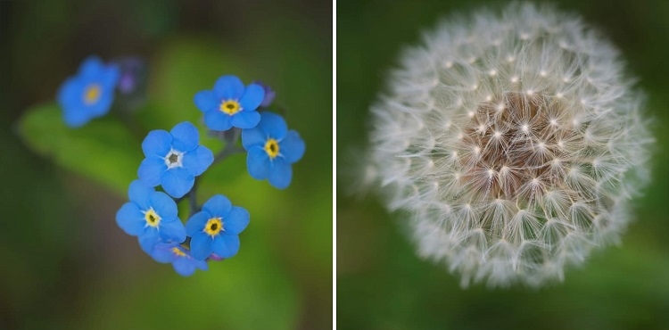Forget-me-not