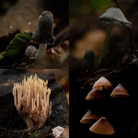 Champignons