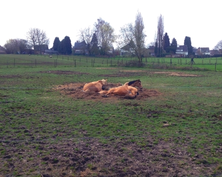 Horses