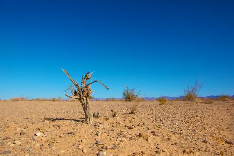 Sable du désert végétation ciel bleu