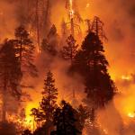 Incendies de forêt